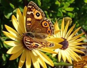 Image of Butterfly on flower