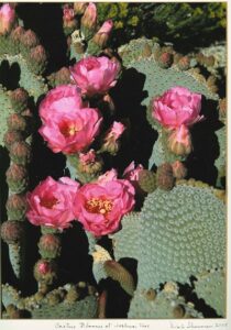 Photo of Cactus Flower by Dale
