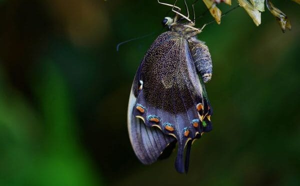 Transformational Gentleness